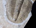 Proasaphiscus rigidus (JEGOROVA & SAVITZKY 1968) - Bild © FossNet FossilienStore